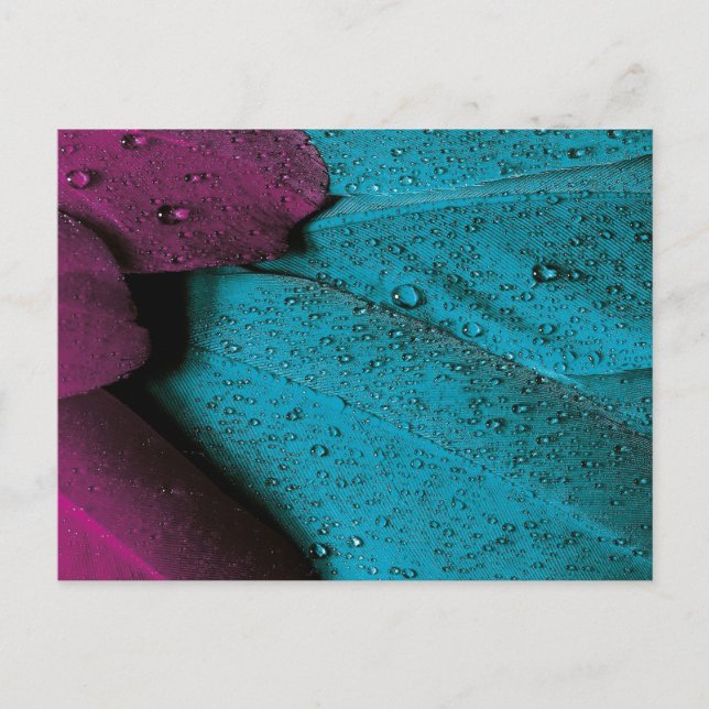Dark Orchid and Teal Plumage Postcard (Front)