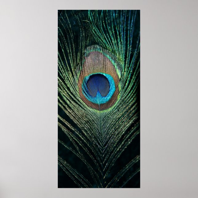 Dark Peacock Feather Still Life Poster (Front)
