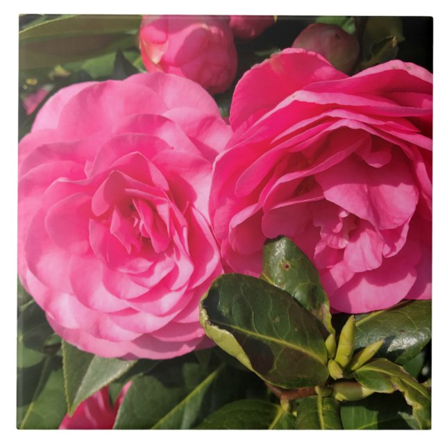 Dark pink Camellia Flowers Ceramic Tile (Front)