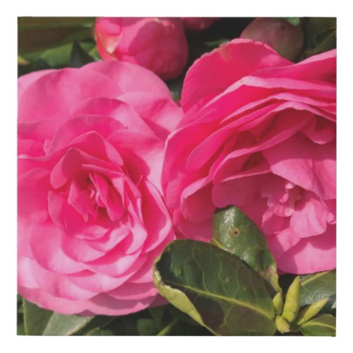 Dark pink Camellia Flowers  Faux Canvas Print