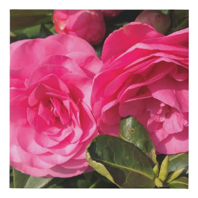 Dark pink Camellia Flowers  Faux Canvas Print (Front)