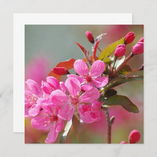 Dark Pink Cherry Blossoms (Front/Back)