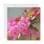Dark Pink Cherry Blossoms