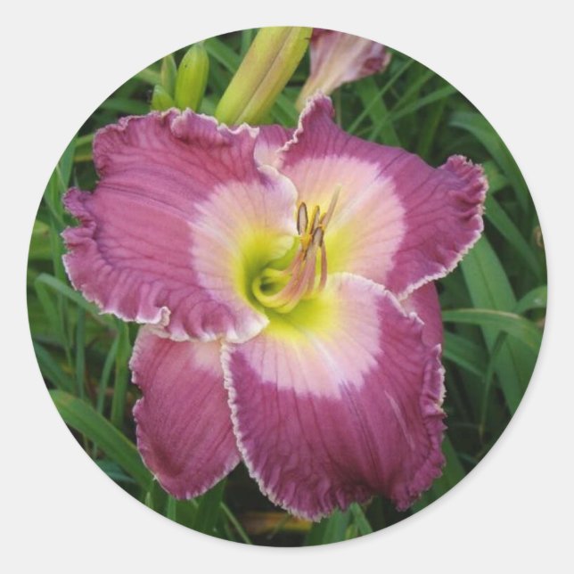 Dark Pink Daylilly stickers 1 1/2 inch (20) (Front)