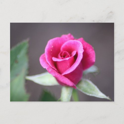 dark pink mini rose postcard