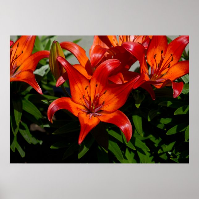 Dark-Pink Orange Lily Poster (Front)