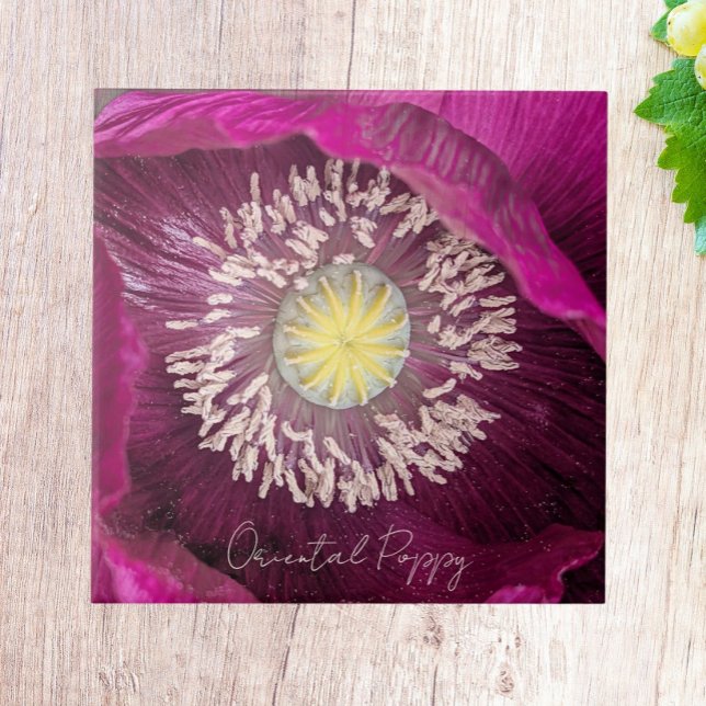 Dark Pink Oriental Poppy Floral Ceramic Tile (In Situ)