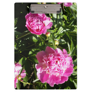 Dark pink peonies  clipboard
