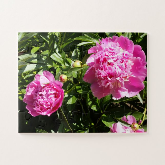 Dark pink peonies jigsaw puzzle (Horizontal)