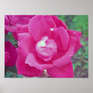 Dark Pink Rose Photo Poster