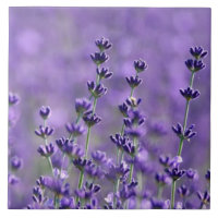 Dark Purple Lavender Flowers