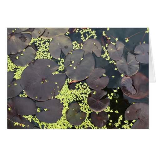 Dark Purple Lily Pads and Green Algae in Pond