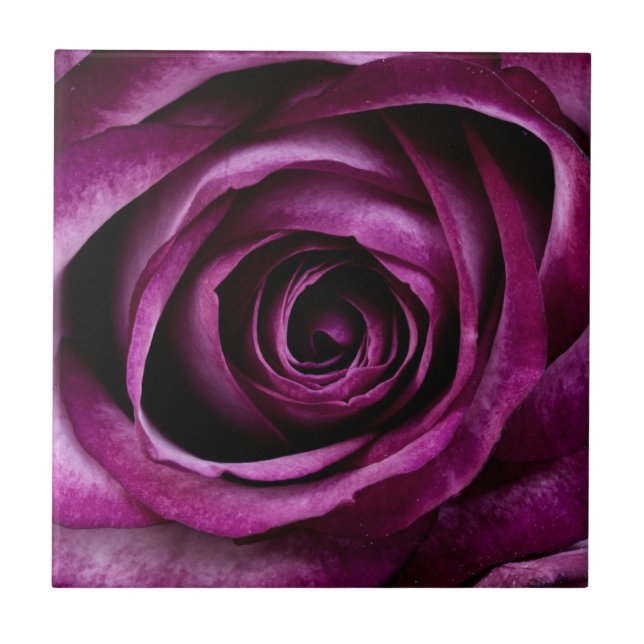 Dark Purple Rose Ceramic Tile (Front)