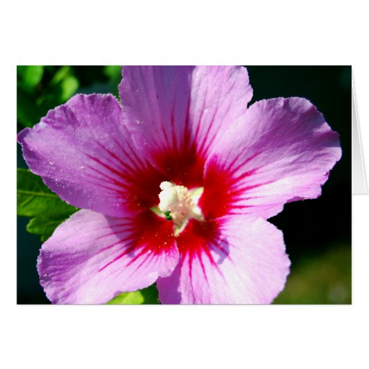 Dark purple Rose of Sharon Cards (Front Horizontal)