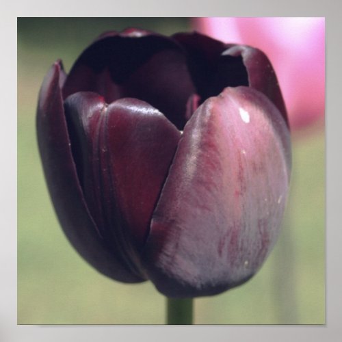 Dark Purple Tulip Flower Poster