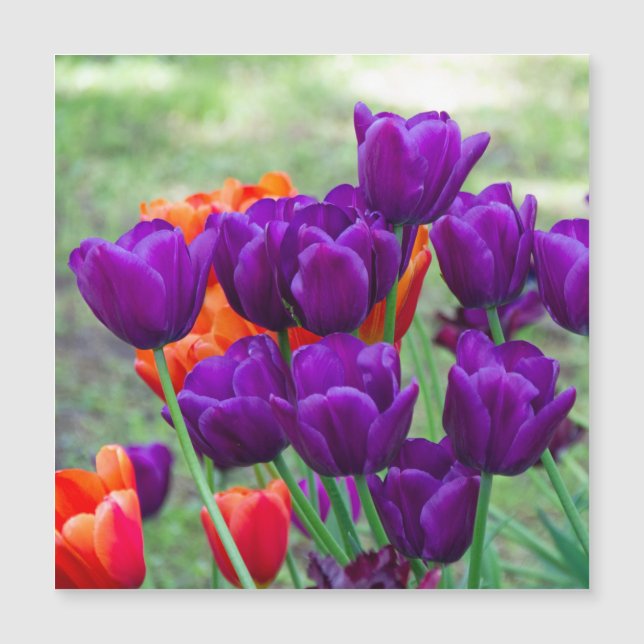 Dark purple tulips (Front)