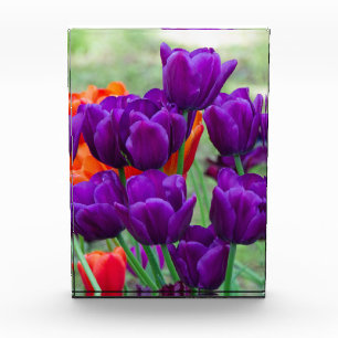 Dark purple tulips on a sunny day in the garden acrylic award