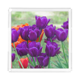 Dark purple tulips on a sunny day in the garden acrylic tray