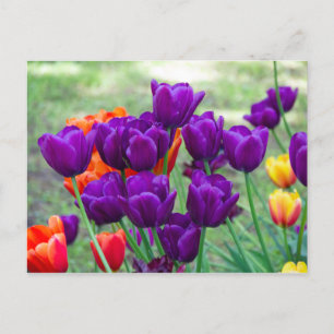 Dark purple tulips photo postcard