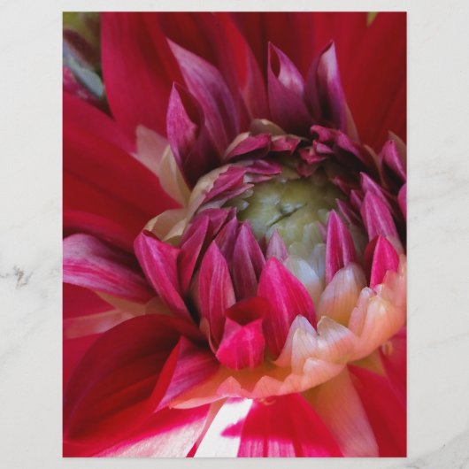 dark red blossom (Front)