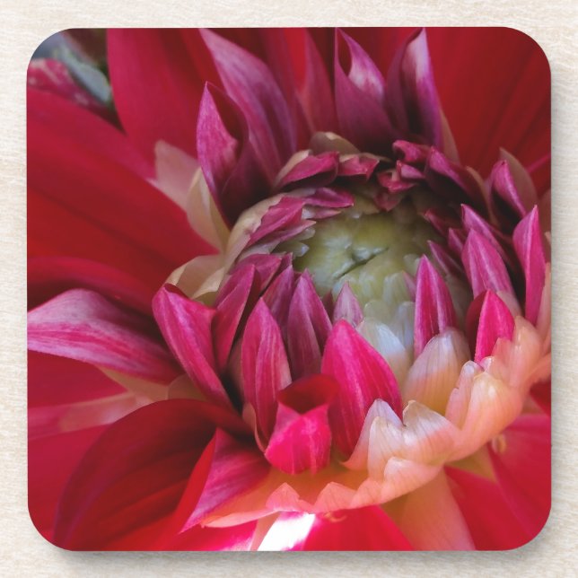 dark red blossom drink coaster (Front)