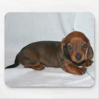 Dark store red dachshund