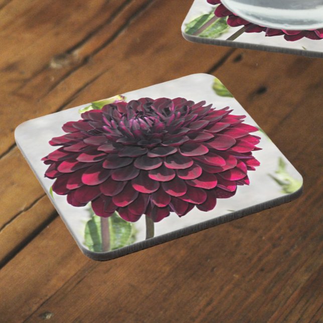 Dark Red Dahlia Bloom Floral Beverage Coaster (In Situ)