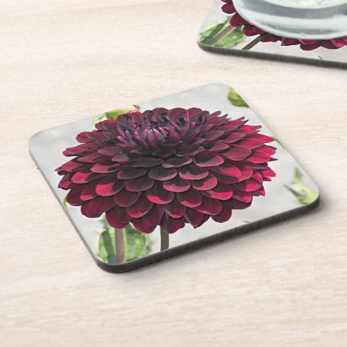 Dark Red Dahlia Bloom Floral Beverage Coaster