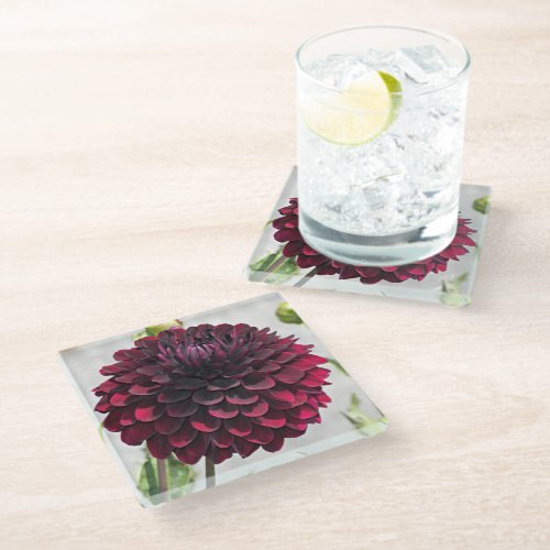 Dark Red Dahlia Bloom Floral Glass Coaster