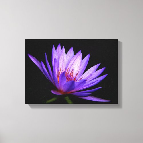 Dark Side of the Water Lily Canvas