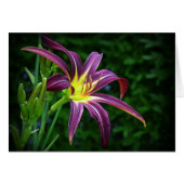 Dark Star - Daylily (Front Horizontal)