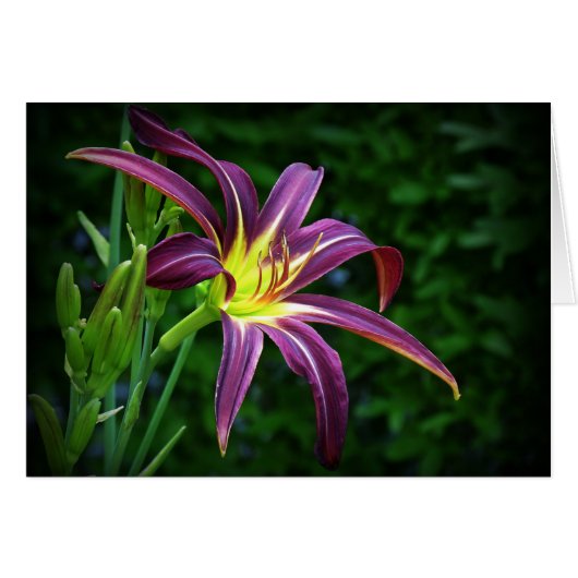 Dark Star - Daylily Cards (Front Horizontal)