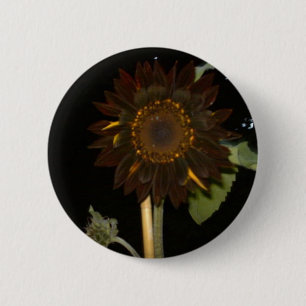 Dark Sunflower at Night Button