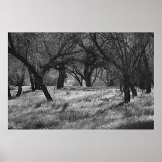 DarkTrees in a Meadow (b/w) Poster