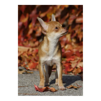 Darling Chihuahua Puppy Poster
