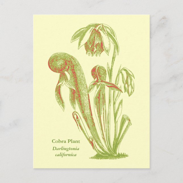 Darlingtonia californica, Carnivorous Plant Postcard (Front)