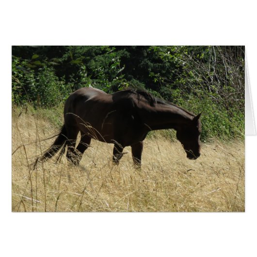 Darma Meditation (Front Horizontal)