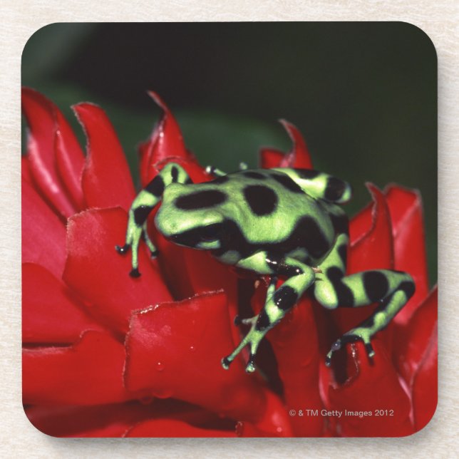 Dart frog 2 beverage coaster (Front)