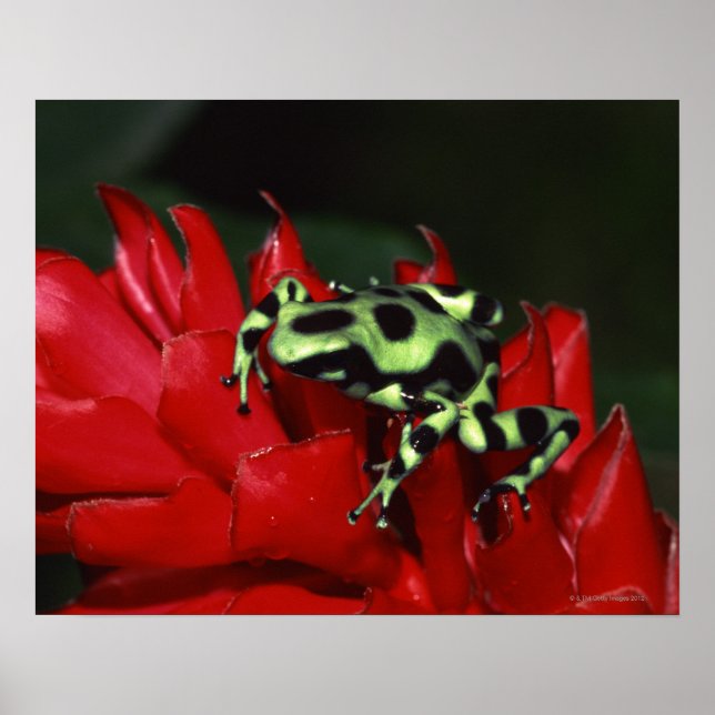 Dart frog 2 poster (Front)
