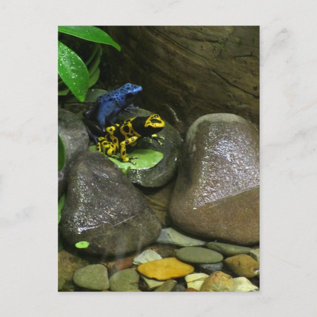 Dart Frog Buddies Postcard (Front)