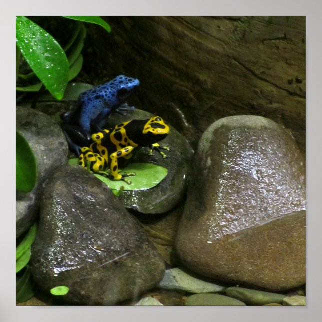 Dart Frog Buddies Poster (Front)