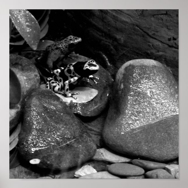 Dart Frog Friends B+W Poster (Front)