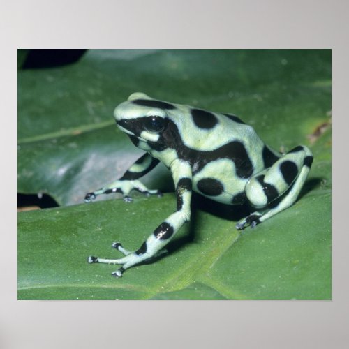 Dart Frog Poison Dendrobates auratus Cahuita Poster