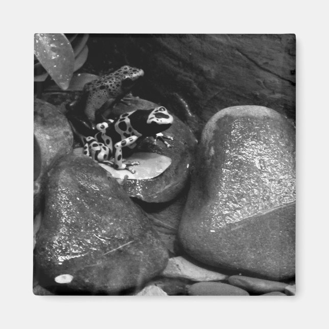 Dart Frogs Sharing Rock B+W Magnet (Front)