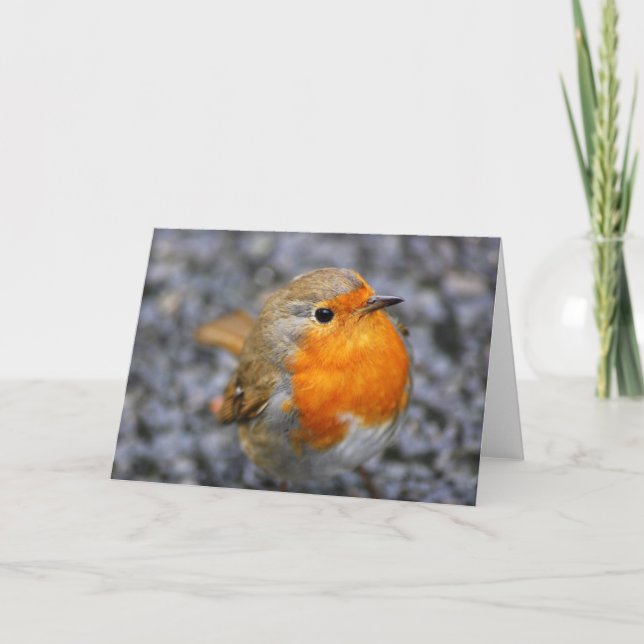 'Dartmeet Robin' Holiday Card (Front)