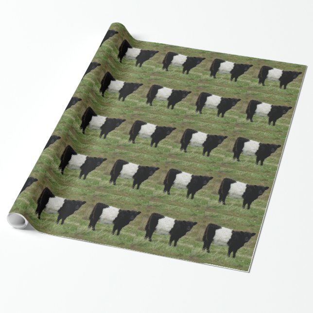 Dartmoor Belted Galloway Calf Looking Wrapping Paper (Unrolled)