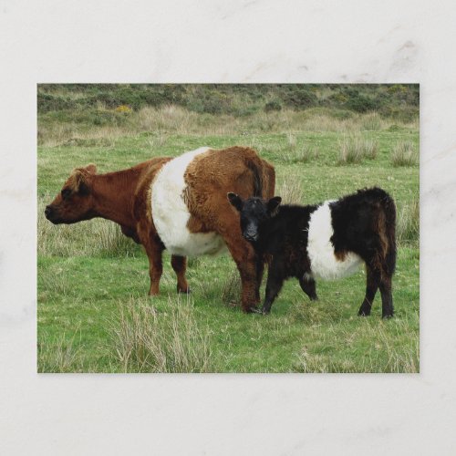 Dartmoor Belted Galloway Cow And Calf Postcard
