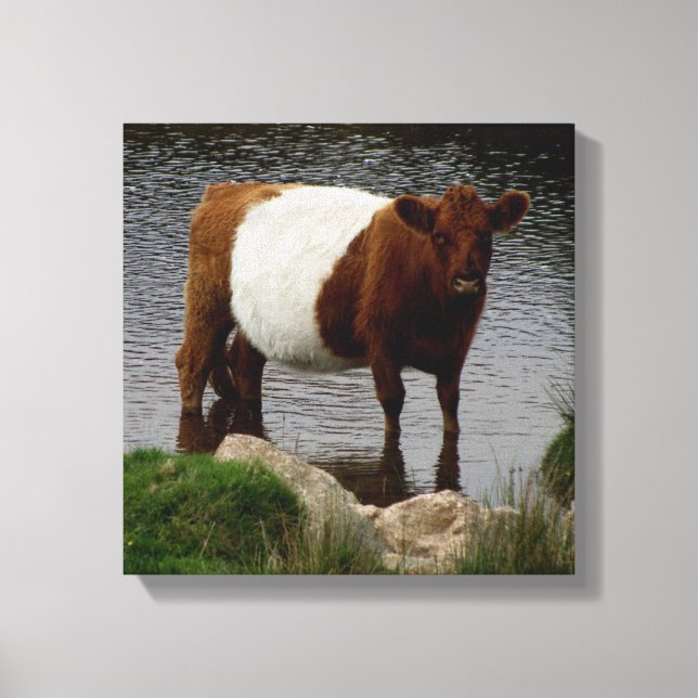 Dartmoor Belted Galloway Cow Standing In River Canvas Print (Front)