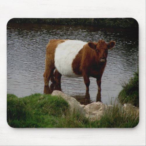 Dartmoor Belted Galloway Cow Standing In River Mouse Pad