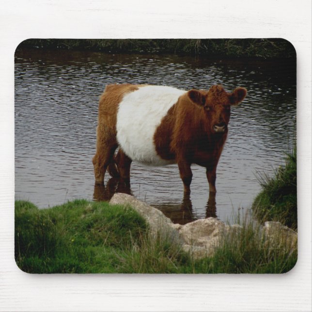 Dartmoor Belted Galloway Cow Standing In River Mouse Pad (Front)